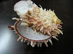 Spondylus barbatus /special